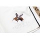 Bee New shorts Bee New shorts